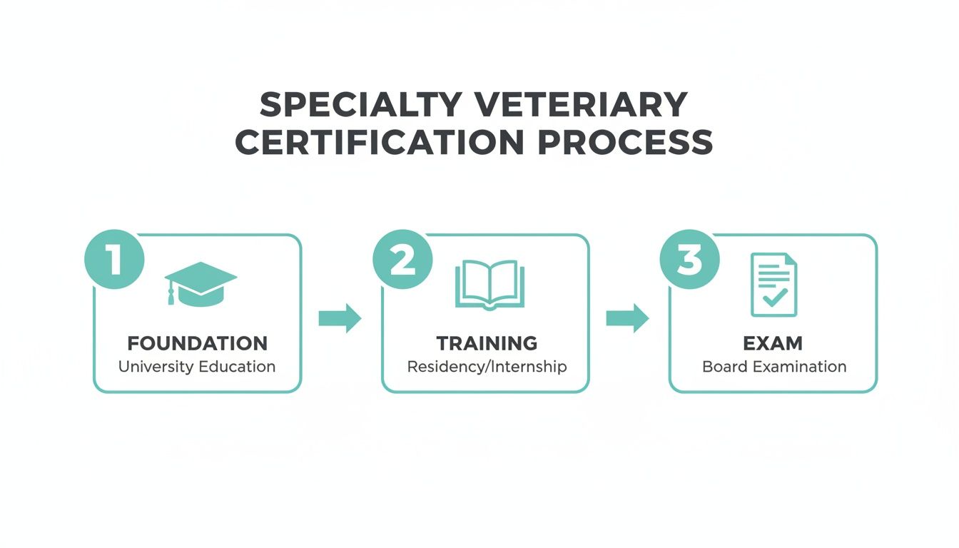 Infographic detailing the three-step specialty veterinary certification process: foundation, training, and examination.