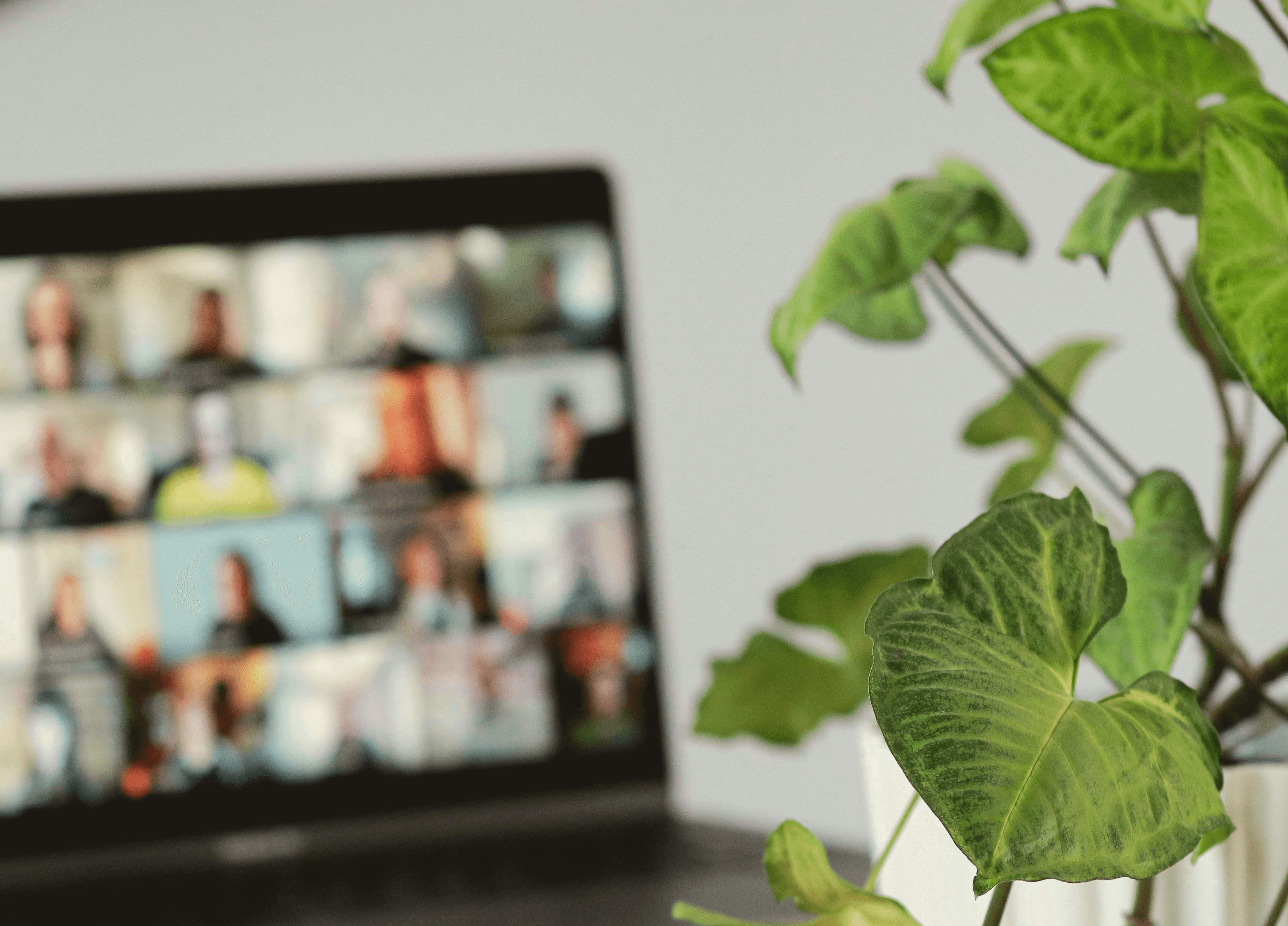 Close up of a plant with a laptop displaying a video call in the background - Photo sourced from unsplash by Sigmund.