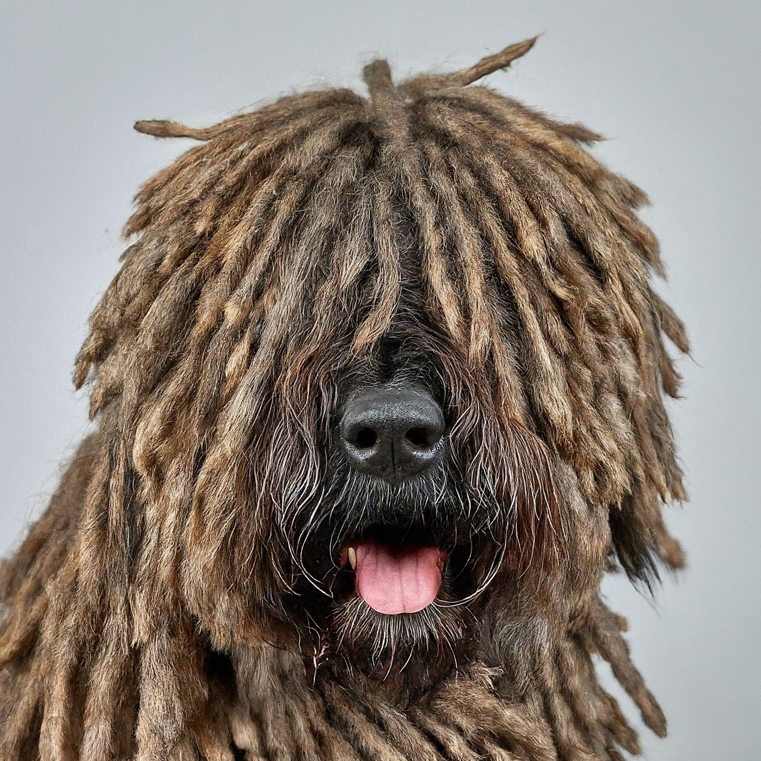 BUDDYUNO, Bergamasco Sheepdog