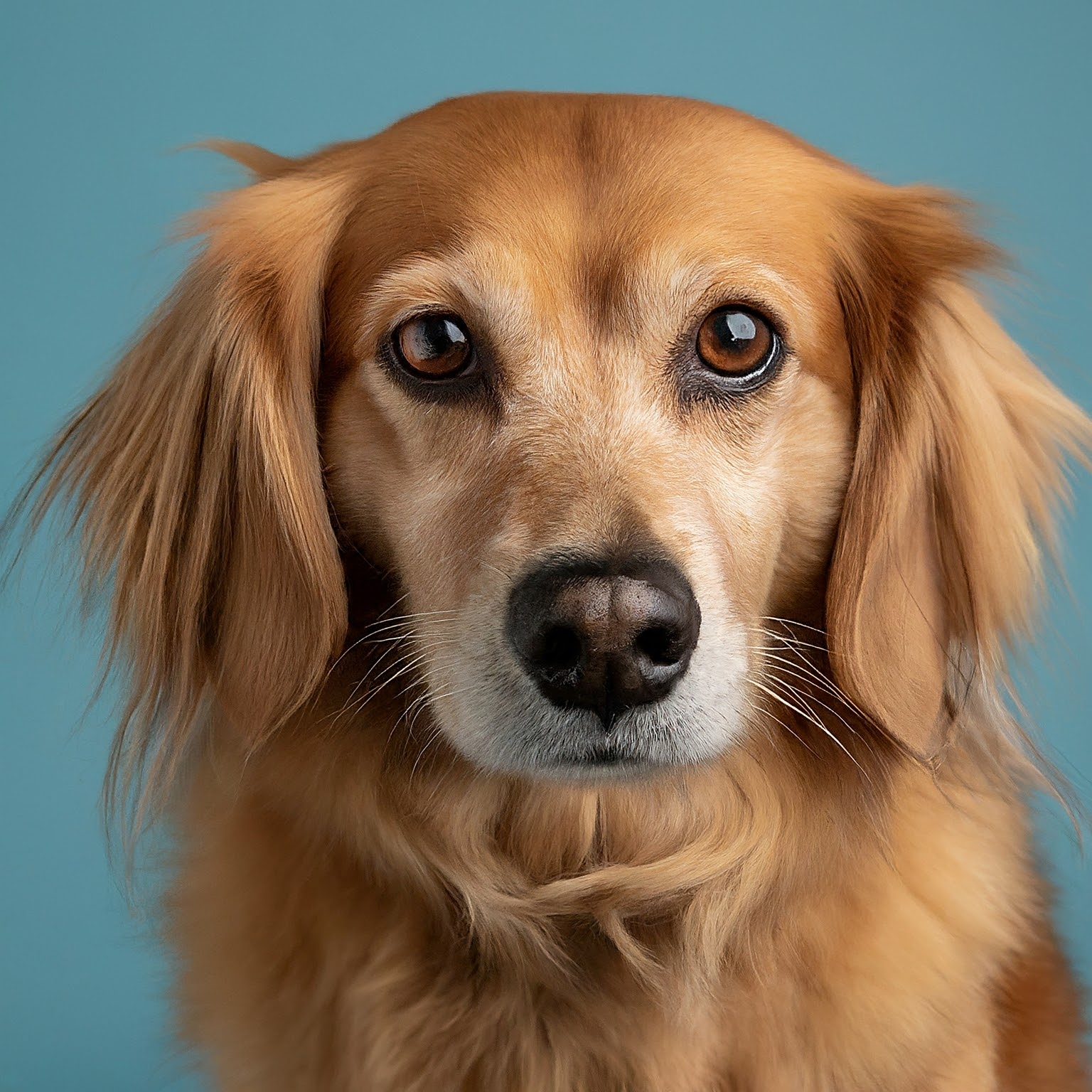 BUDDYUNO, Golden Retriever Corgi