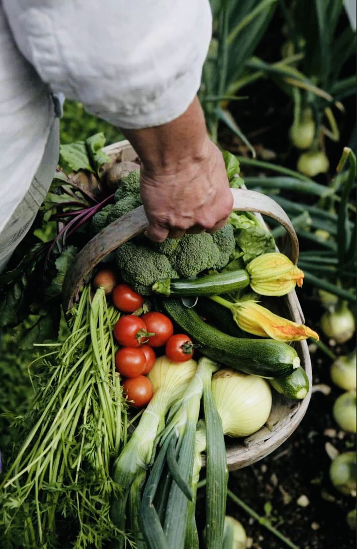 Hand holding a basket of freshly harvested vegetables in a garden