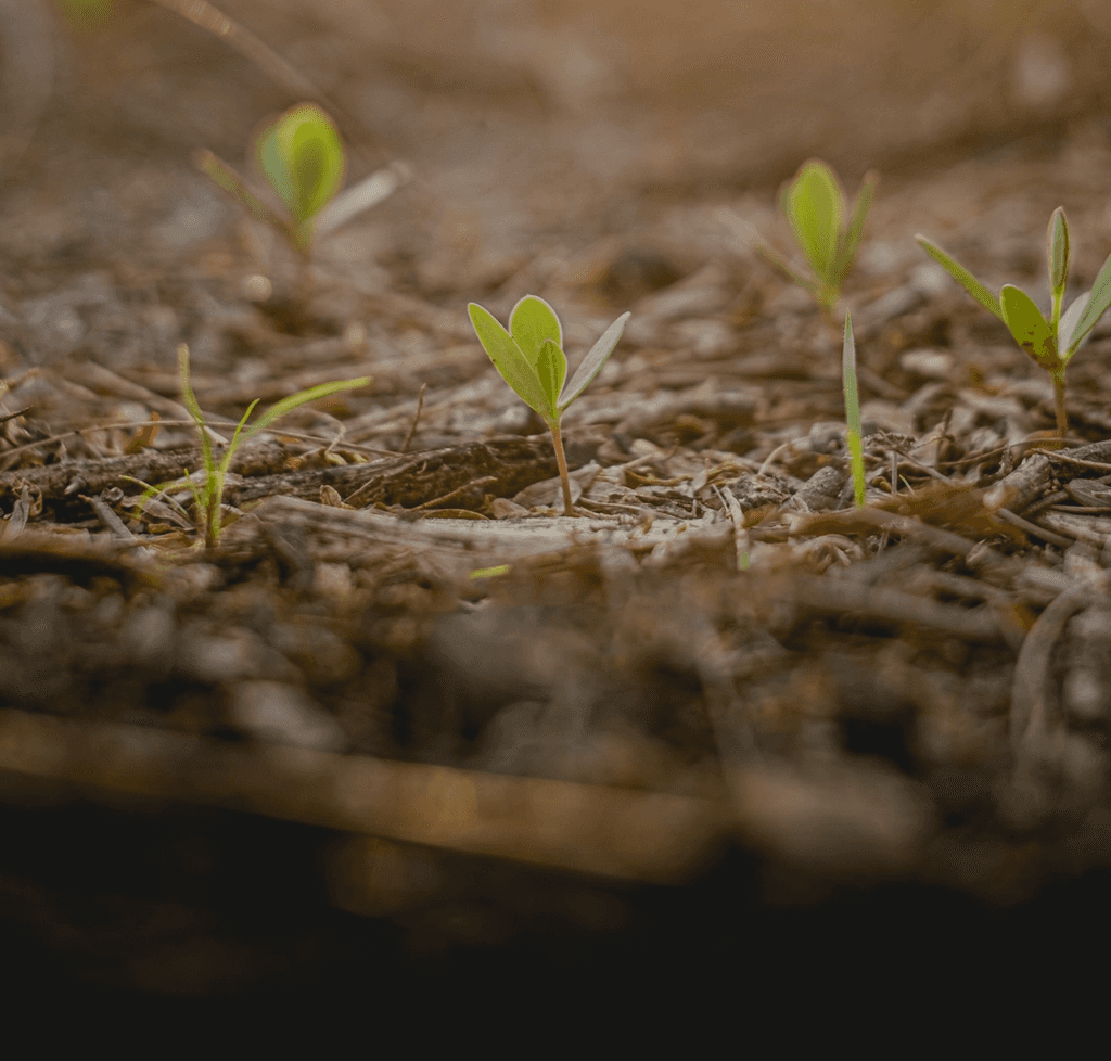 close up of sprouts