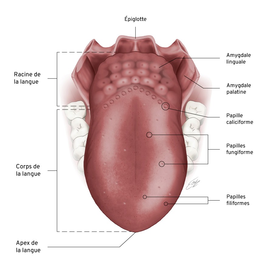 Illustration scientifique de la langue en couleurs avec annotations des structures identifiées par l'illustratrice scientifique Élodie Ouellet-Belleau.