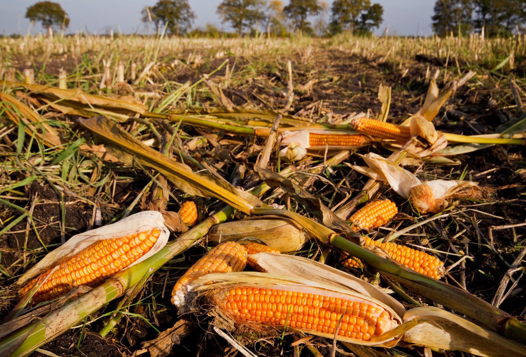 Image showing farm waste