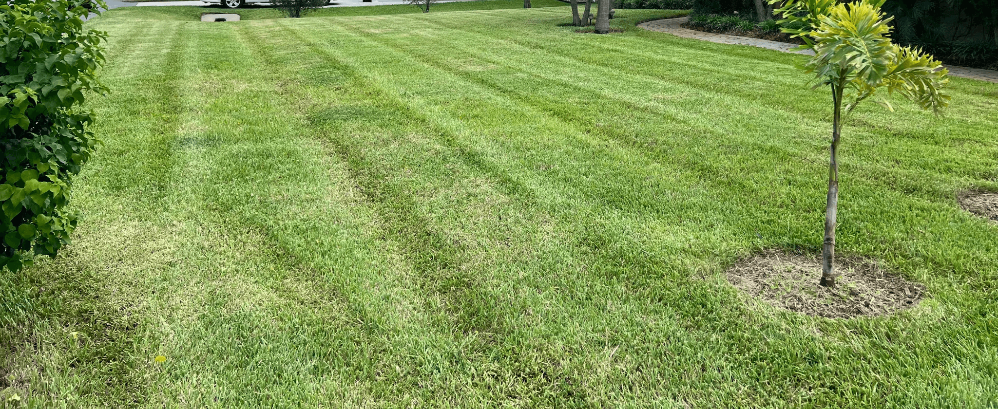Residential lawn overgrowth cleanup and restoration Orlando FL