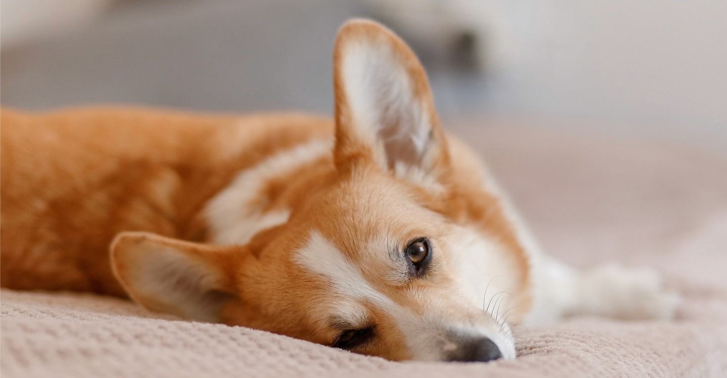 Latest pet care tips and trusted expert advice