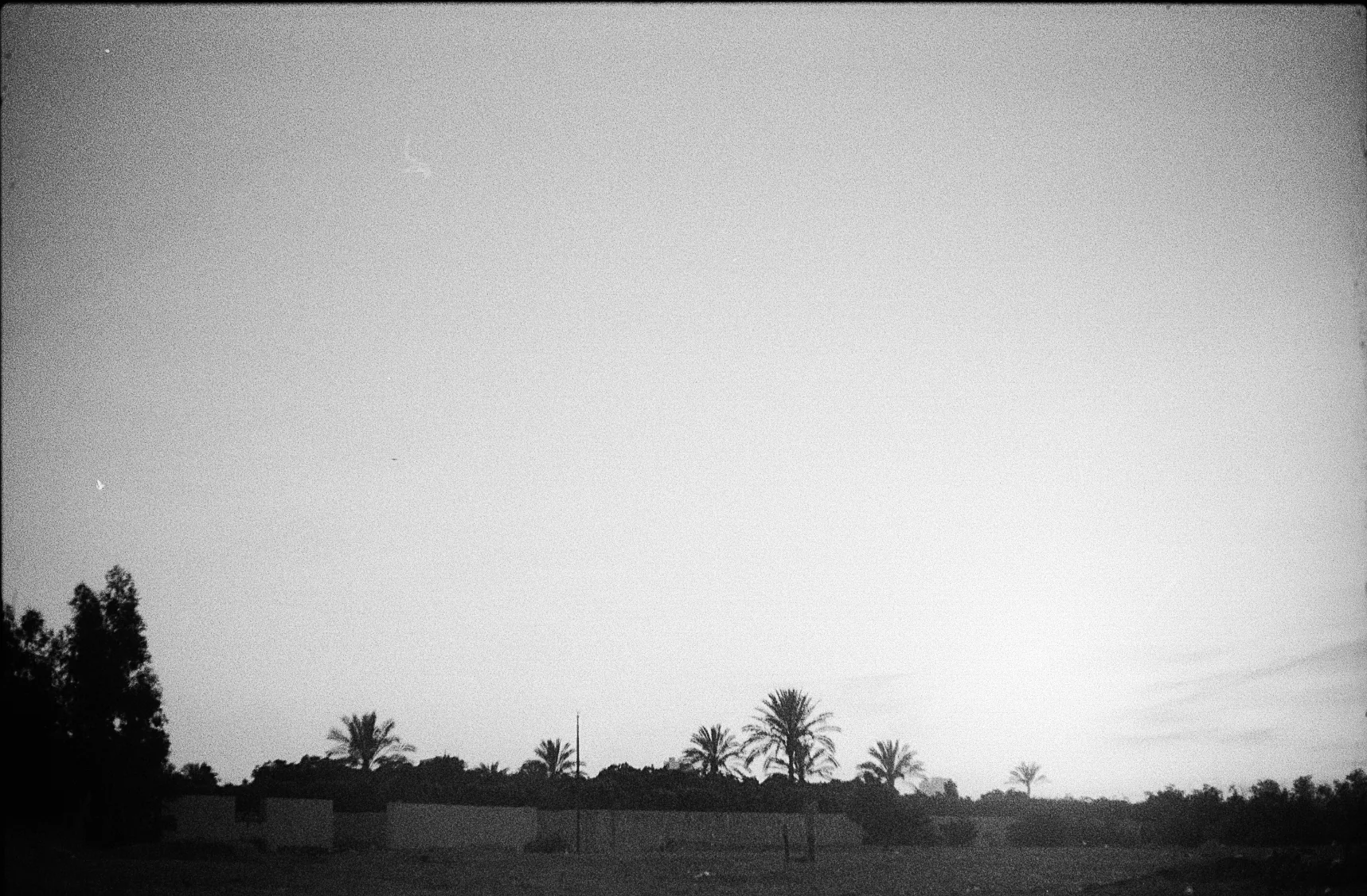 Palms on the Horizon
