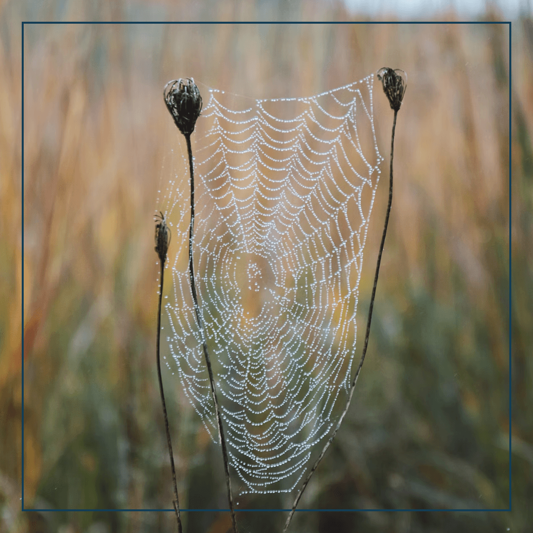 Ein Spinnennetz mit Raufreifpunkten