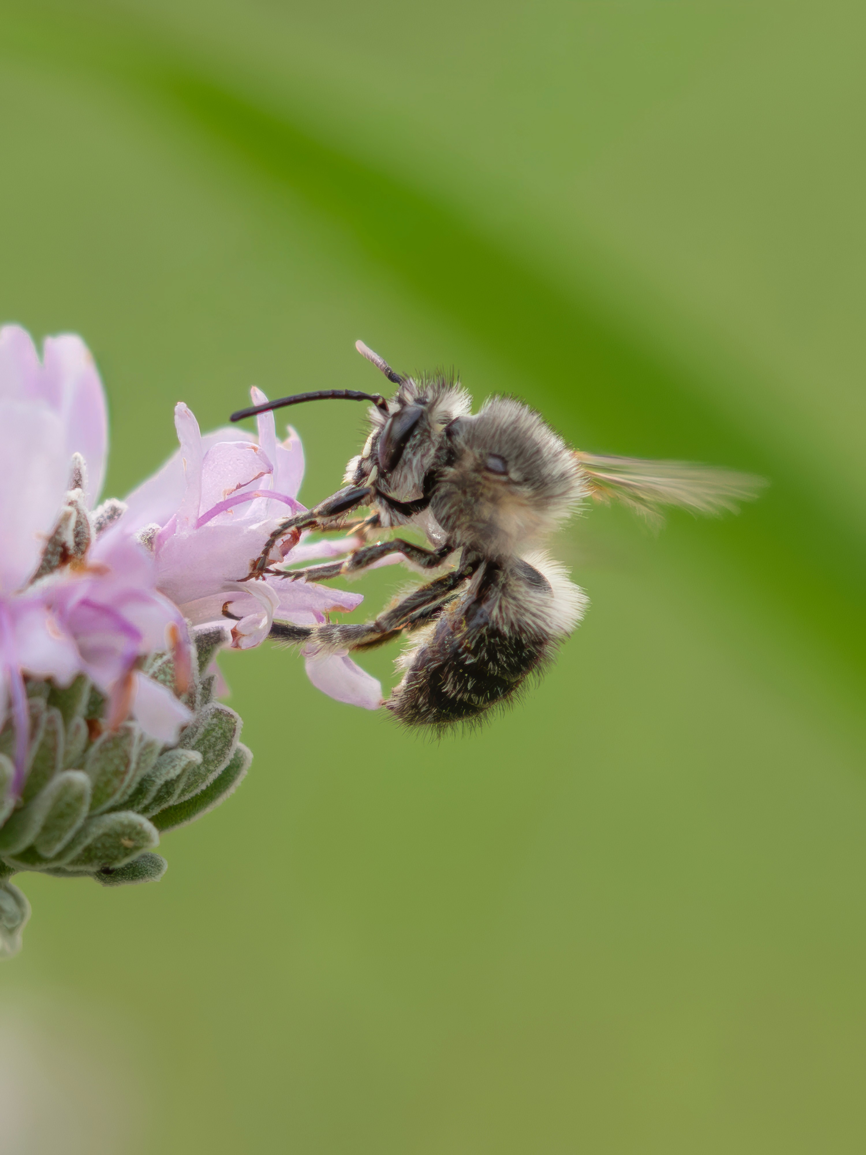 A California native digger bee visiting a native salvia flower.