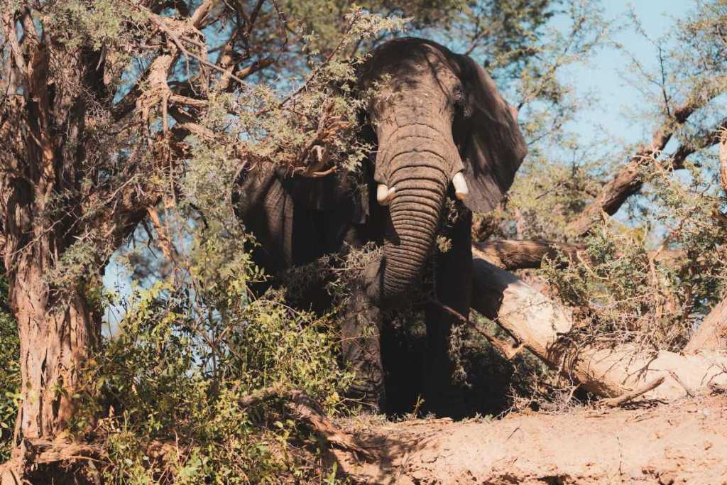 Elephant in Damaraland, Namibia
