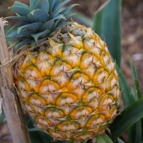 أناناس أزوري