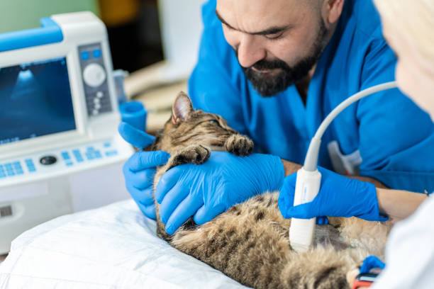 A veterinarian performing an ultrasound on a cat patient