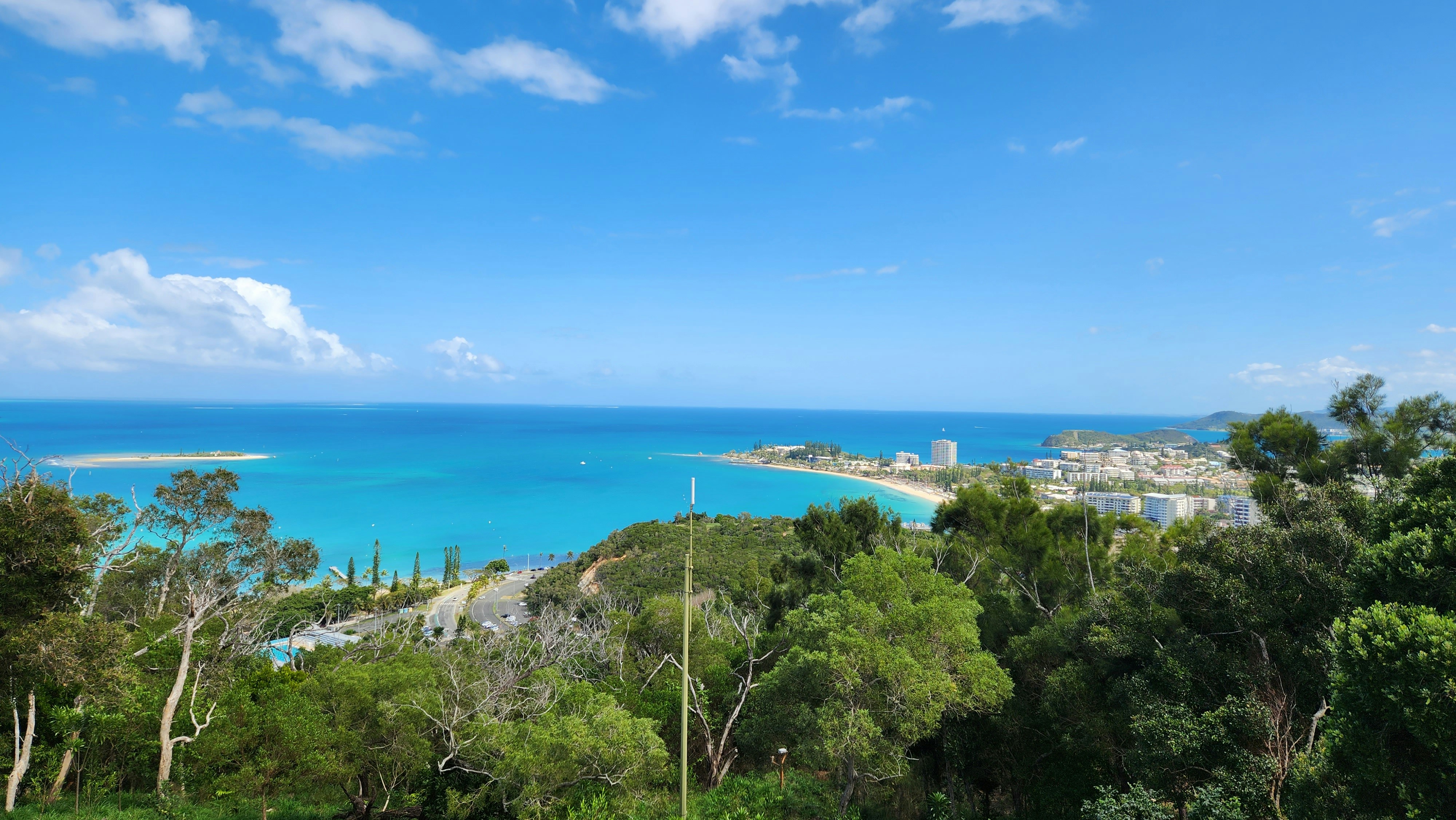 coconut trees beside ocean