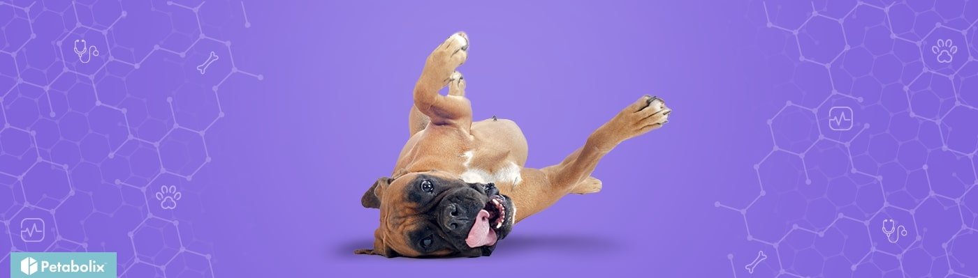 Boxer image