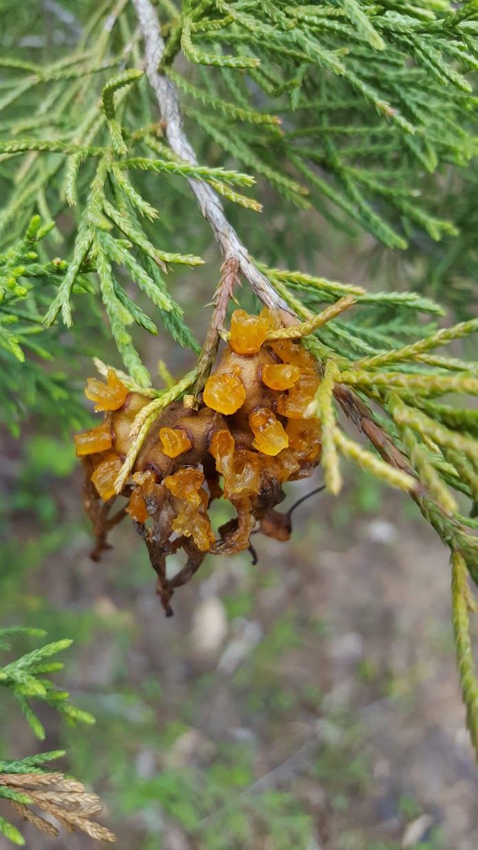 Fresh wild greens and berries in a wooden bowl, representing the hands-on results of Foraging Academy’s certification classes.