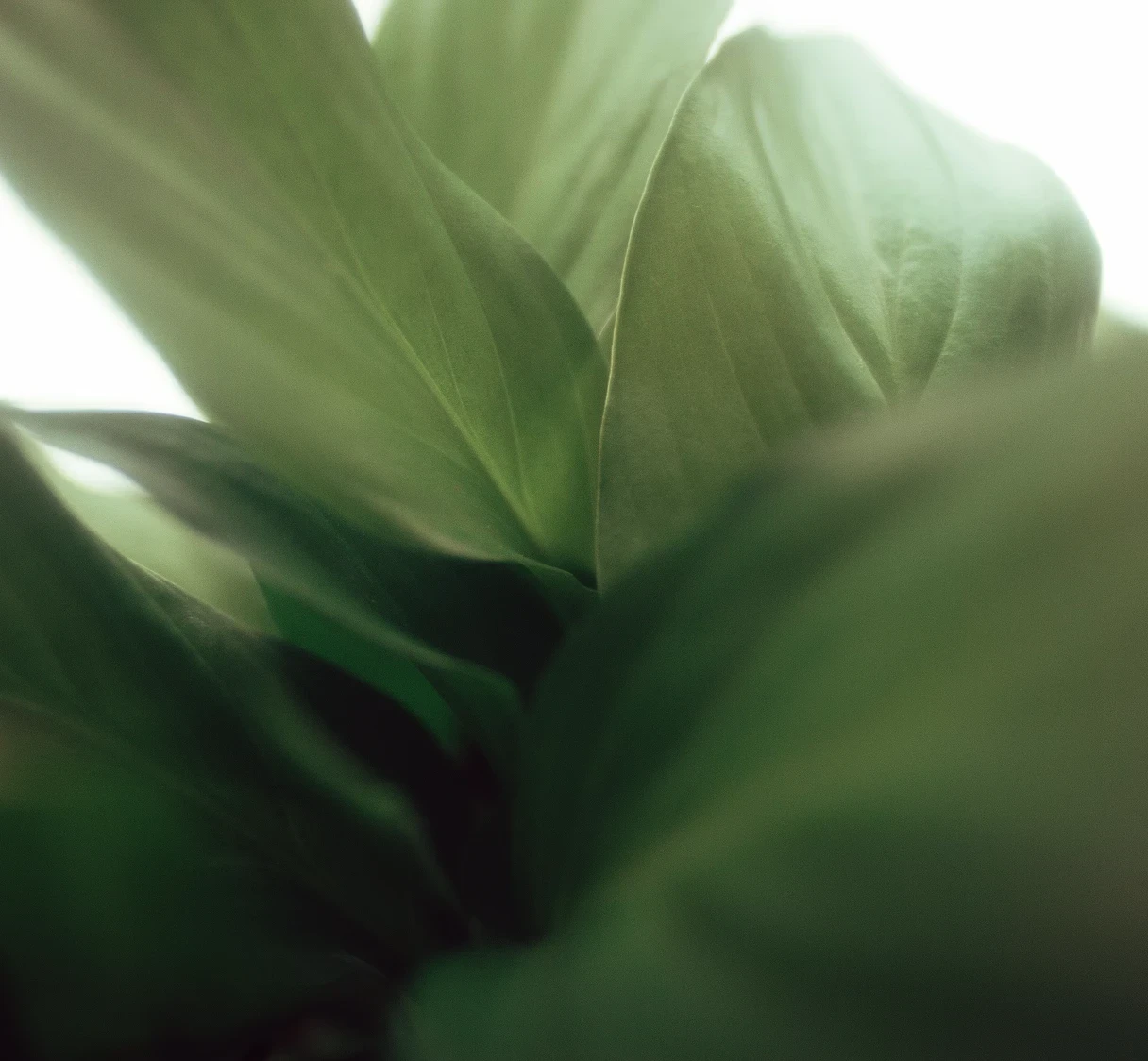 Final Finscale app screens showing the refined onboarding flow and high-contrast athletic training dashboard
