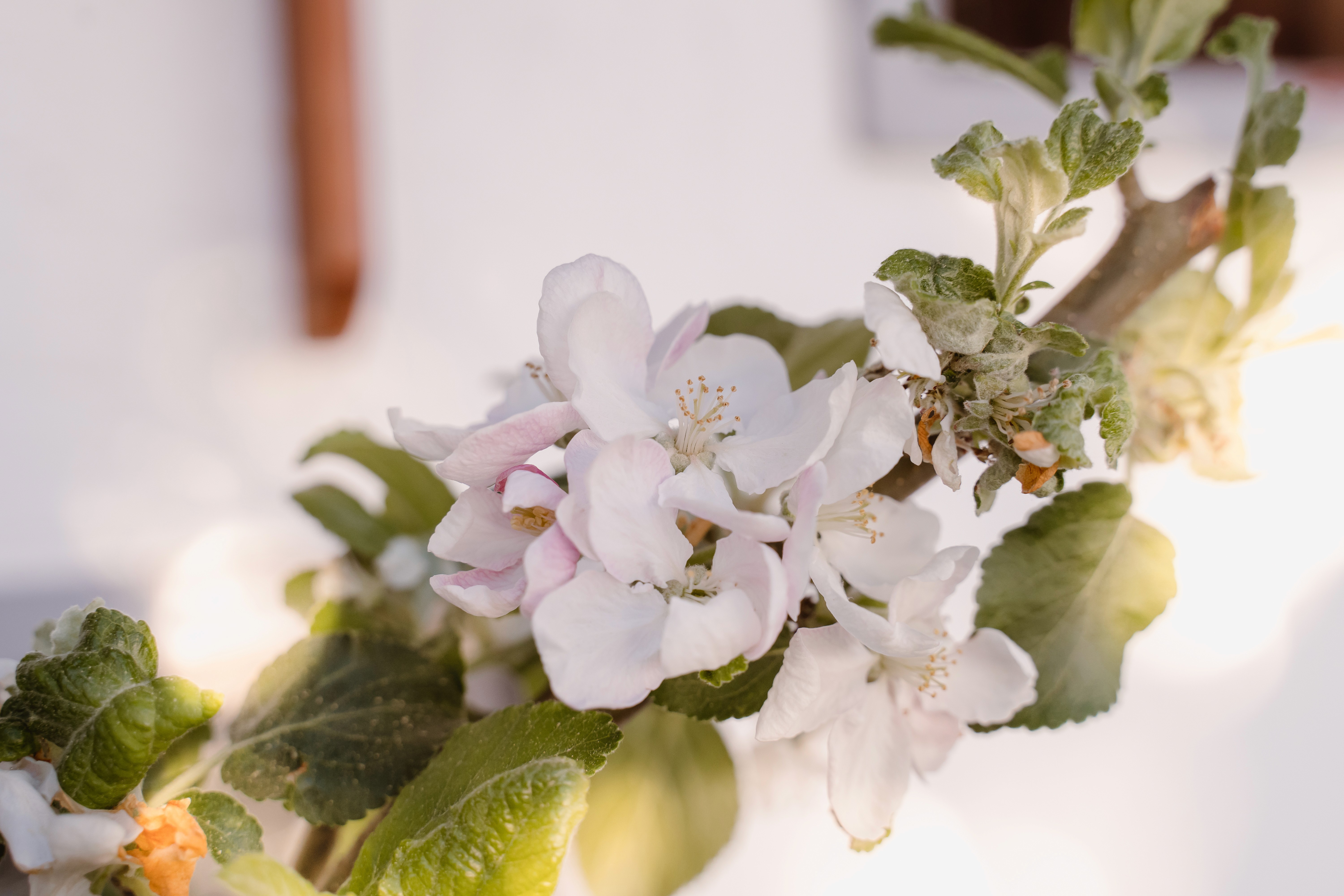Pink garden flowers in soft focus near Florent Garden greenhouse