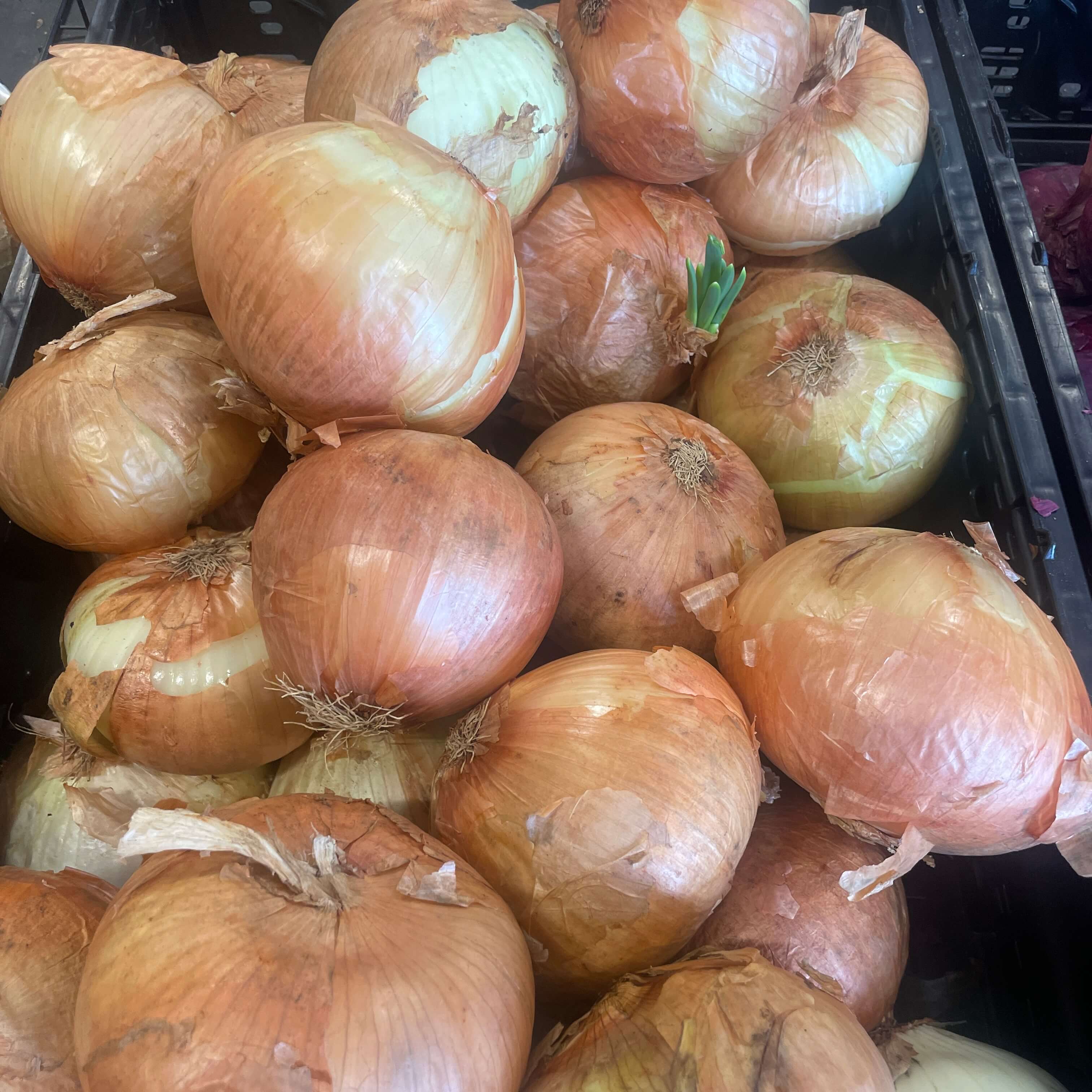 Brown onions at International Food Market Orlando.