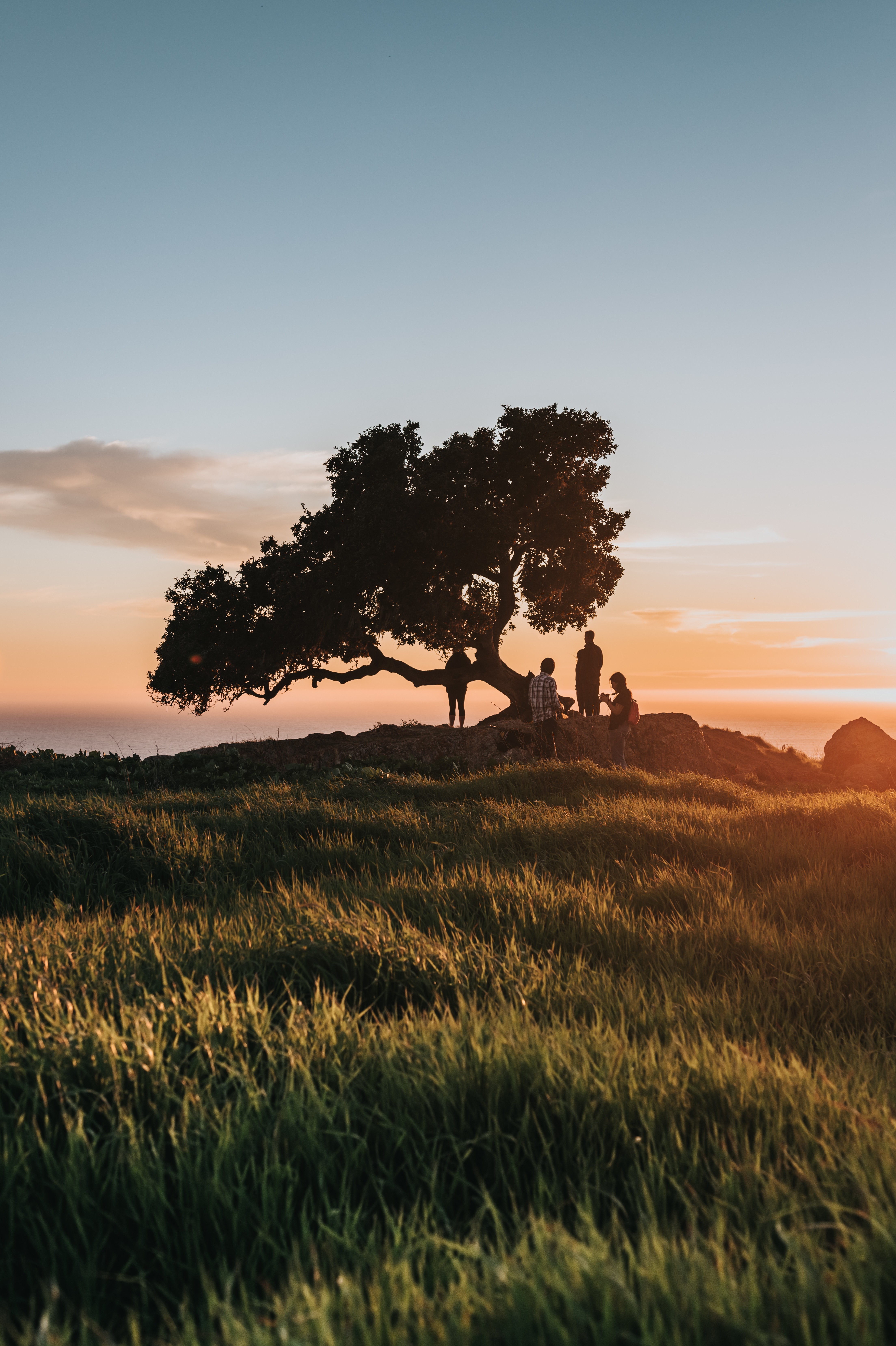 A solitary tree stands on a grassy hill, illuminated by a warm sunset sky.
