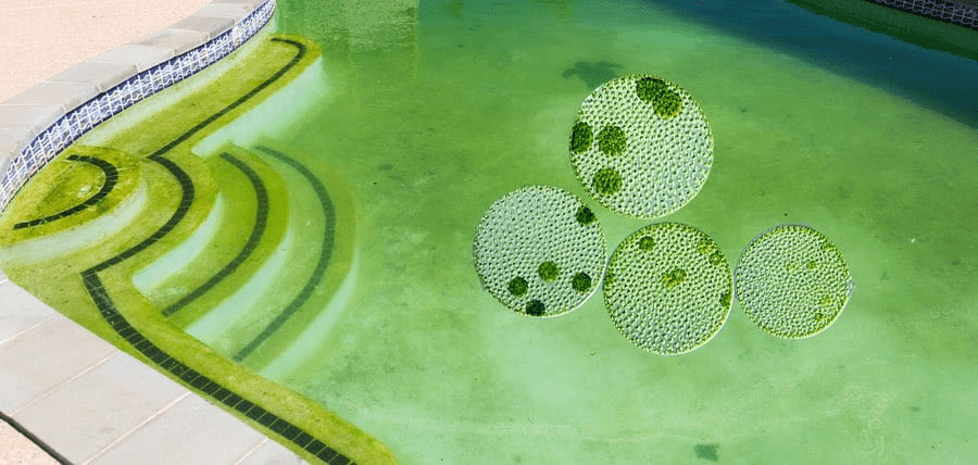 How to remove green algae from a swimming pool
