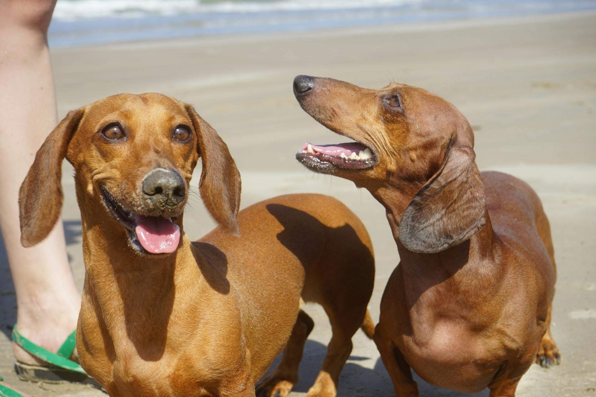 Two dogs with unique names, which are Whisper and Yapper, one who is quiet and calm, and the other always barks.