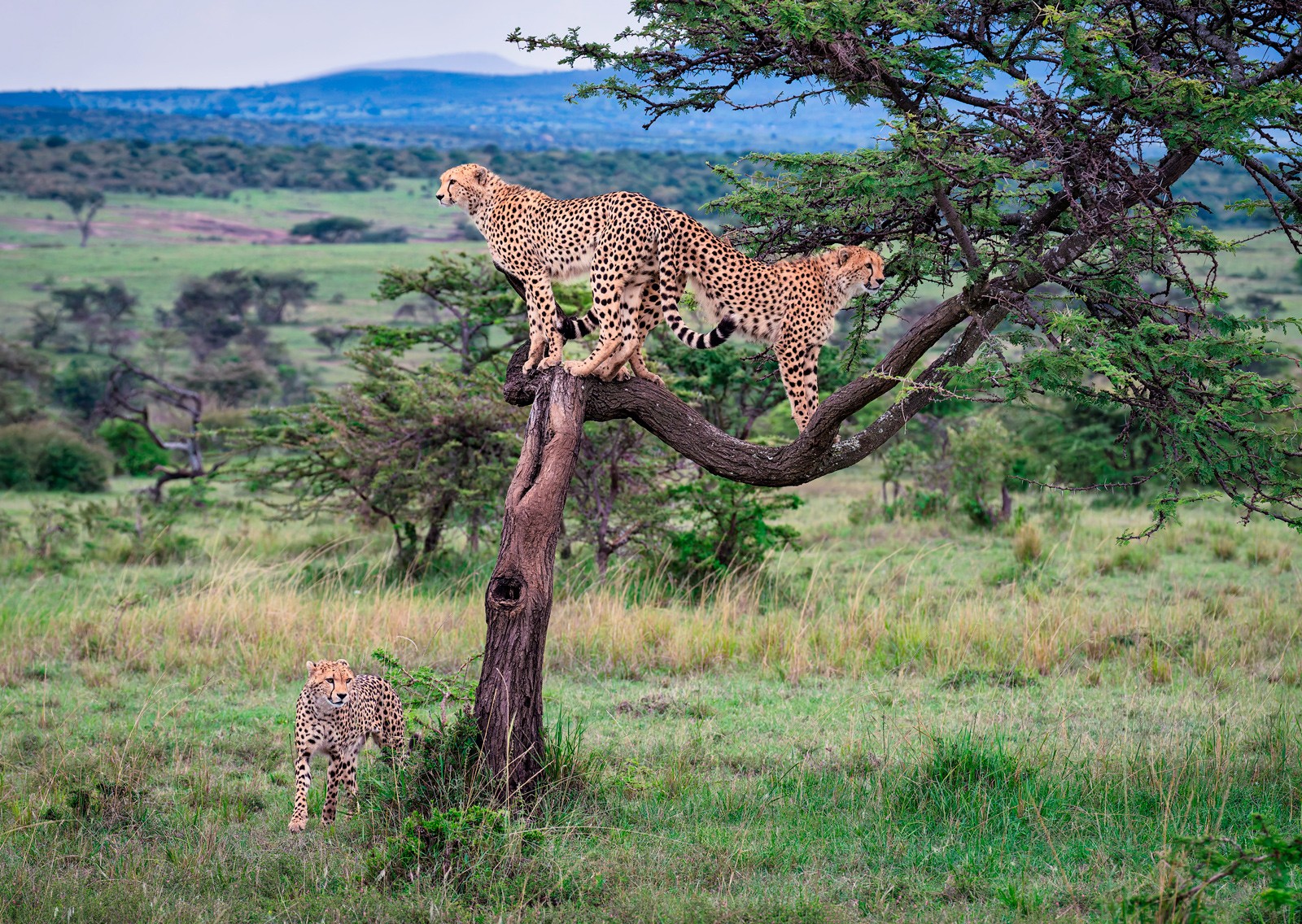 3 Guepardos en el Masai Mara, Kenia