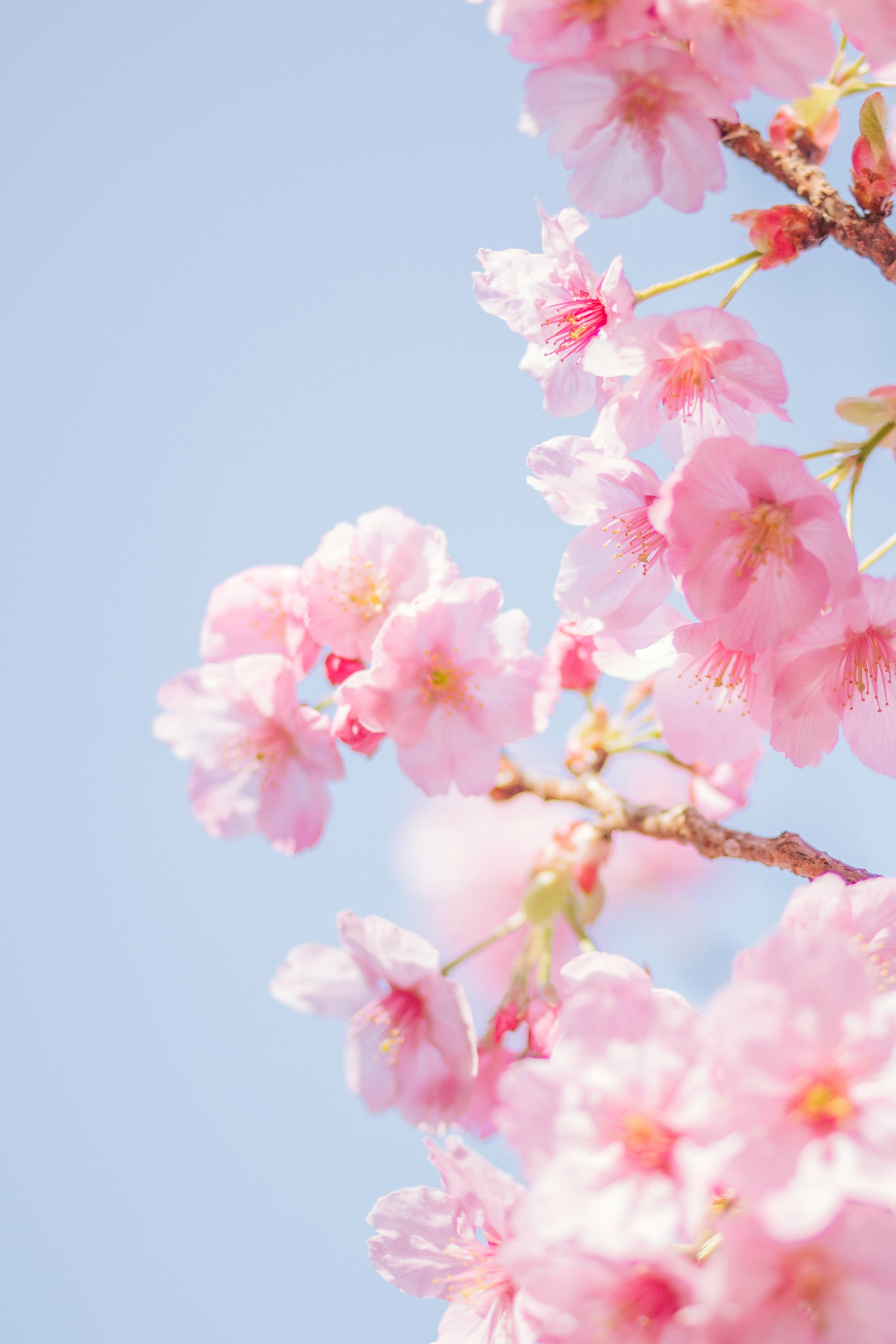 pink flowers