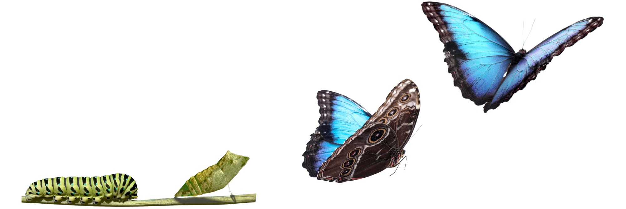 butterfly metamorphosis