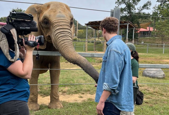A person stands near a fence, reaching out to an elephant with its trunk extended, while a camera operator films the interaction at an outdoor zoo or sanctuary.