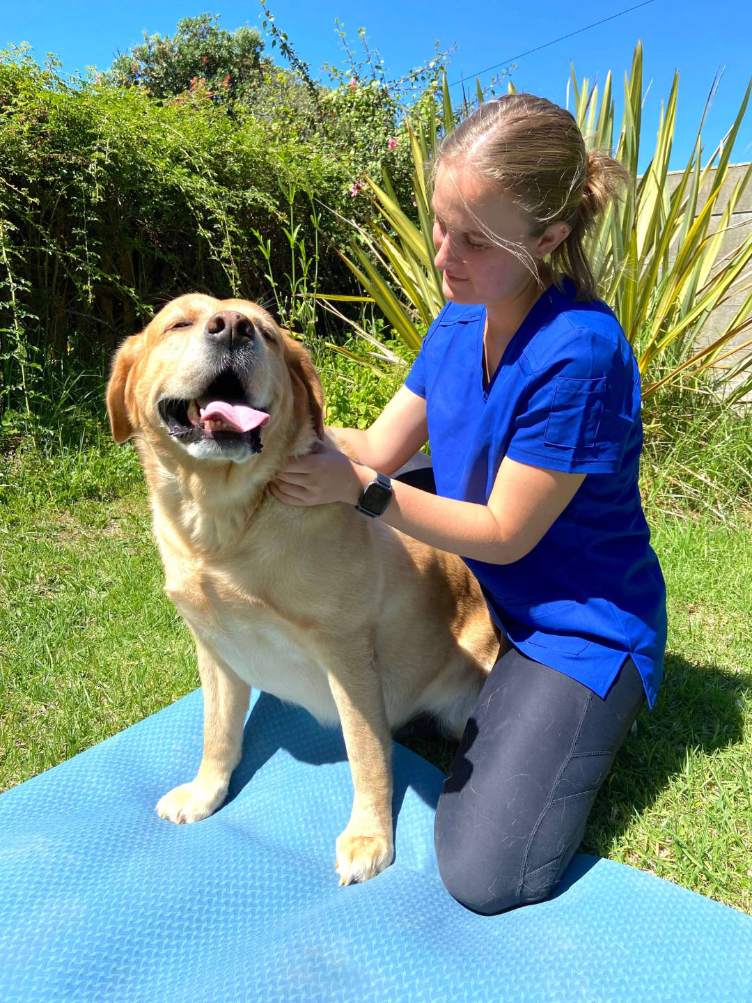 Lea using manual therapy on a labrador dog