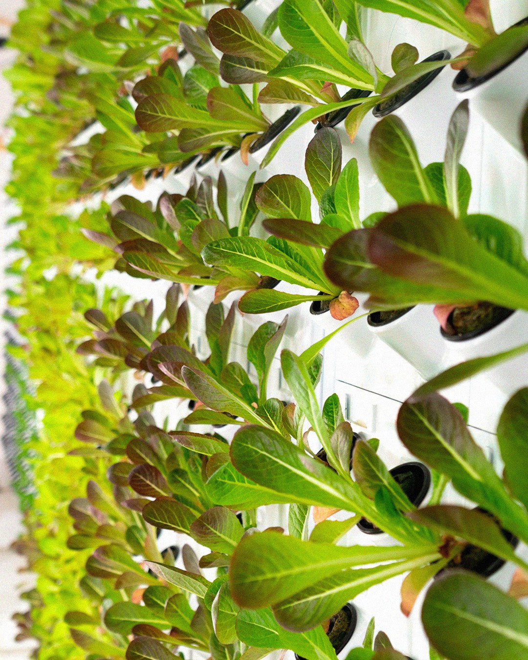 indoor sustainable farming, local produce, vancouver, bc