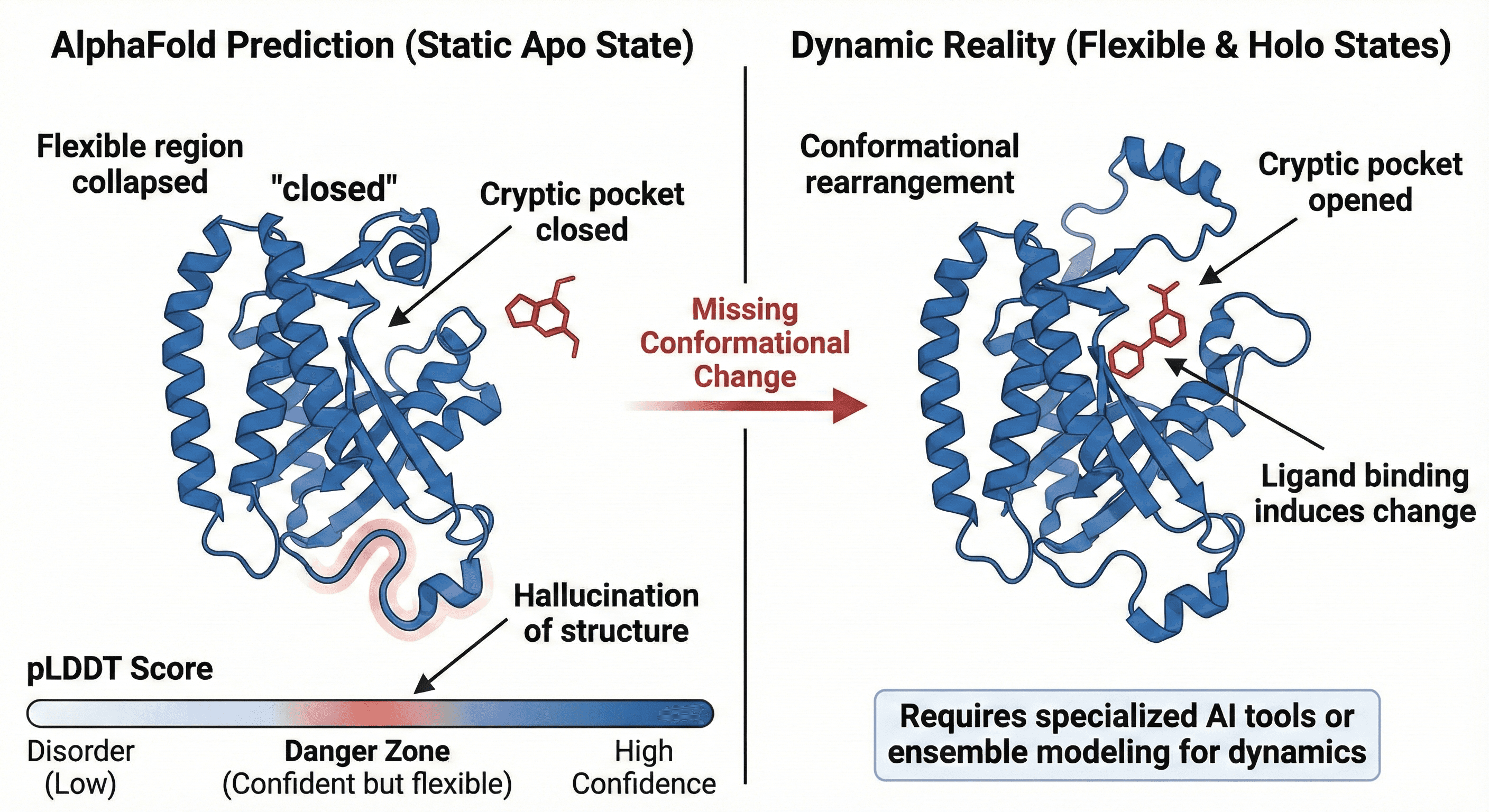 Diagram Showing Different Conformations on AlphaFold2 Structures