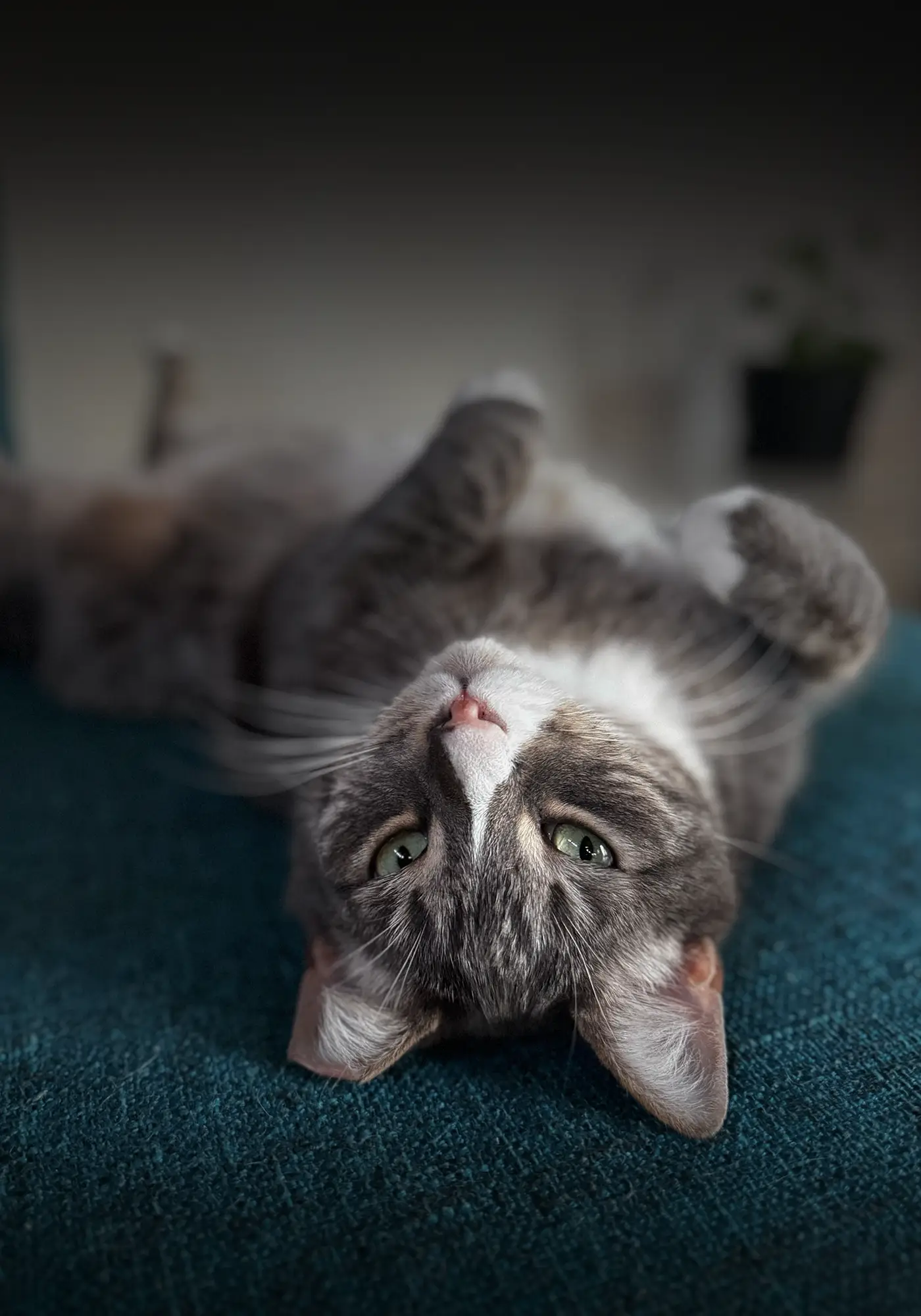 Close-up of a brown tabby cat looking upward with bright green eyes, set against a dark background