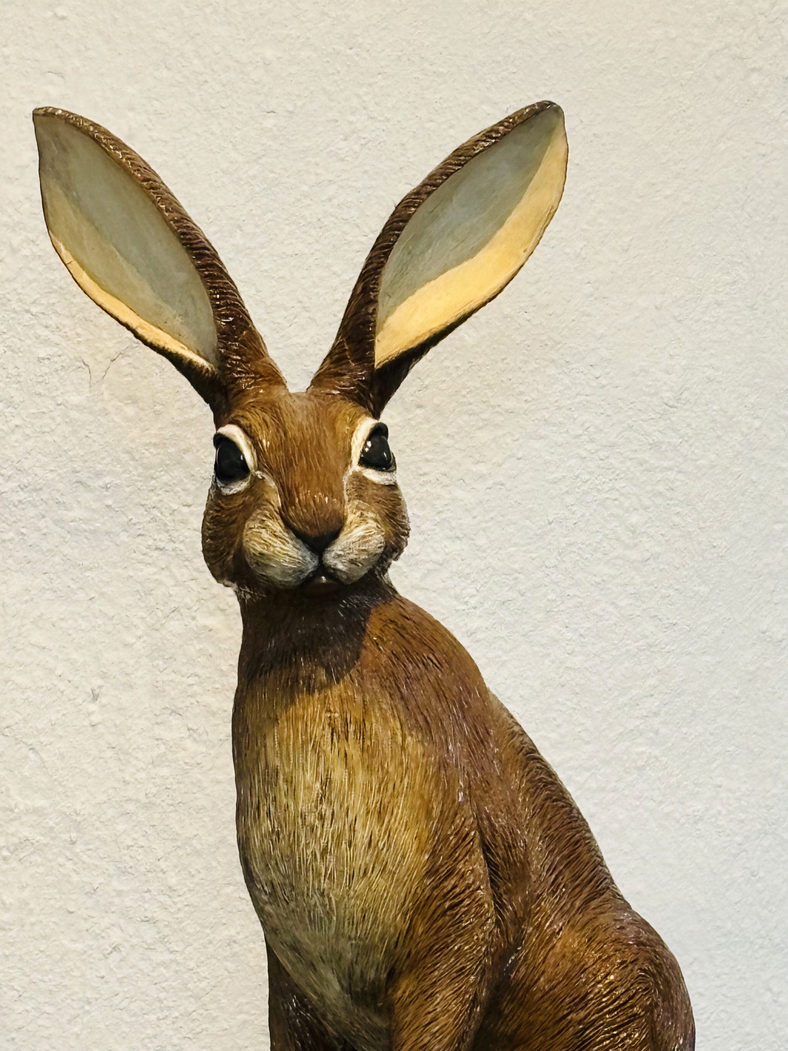 Lepus Europaeus