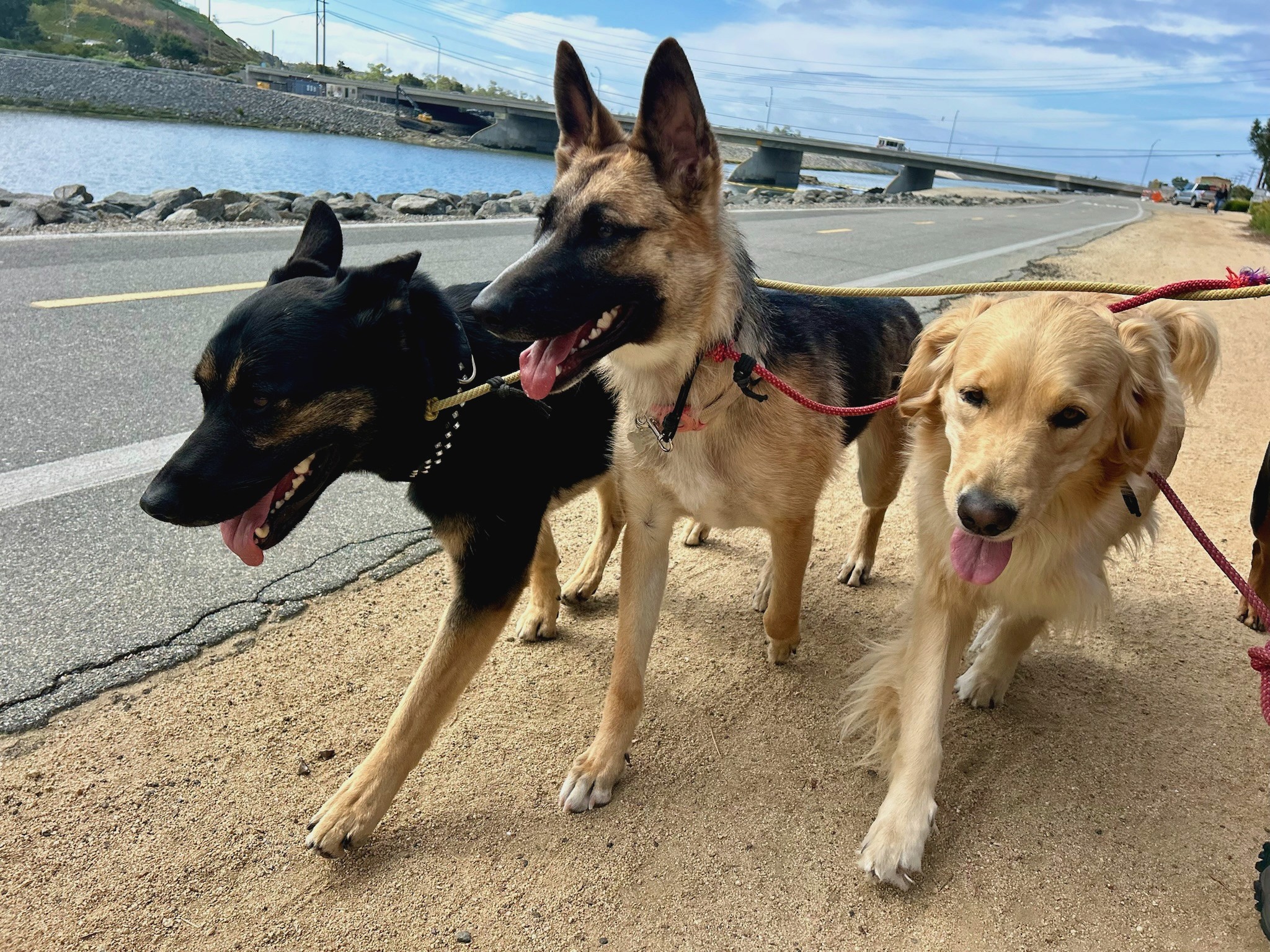 Three dogs on leashes during dog walking in Orange County near a coastal bridge