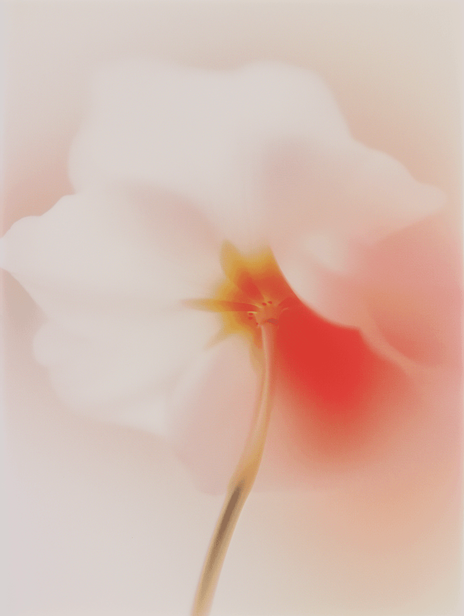 Orange Blurred Flower