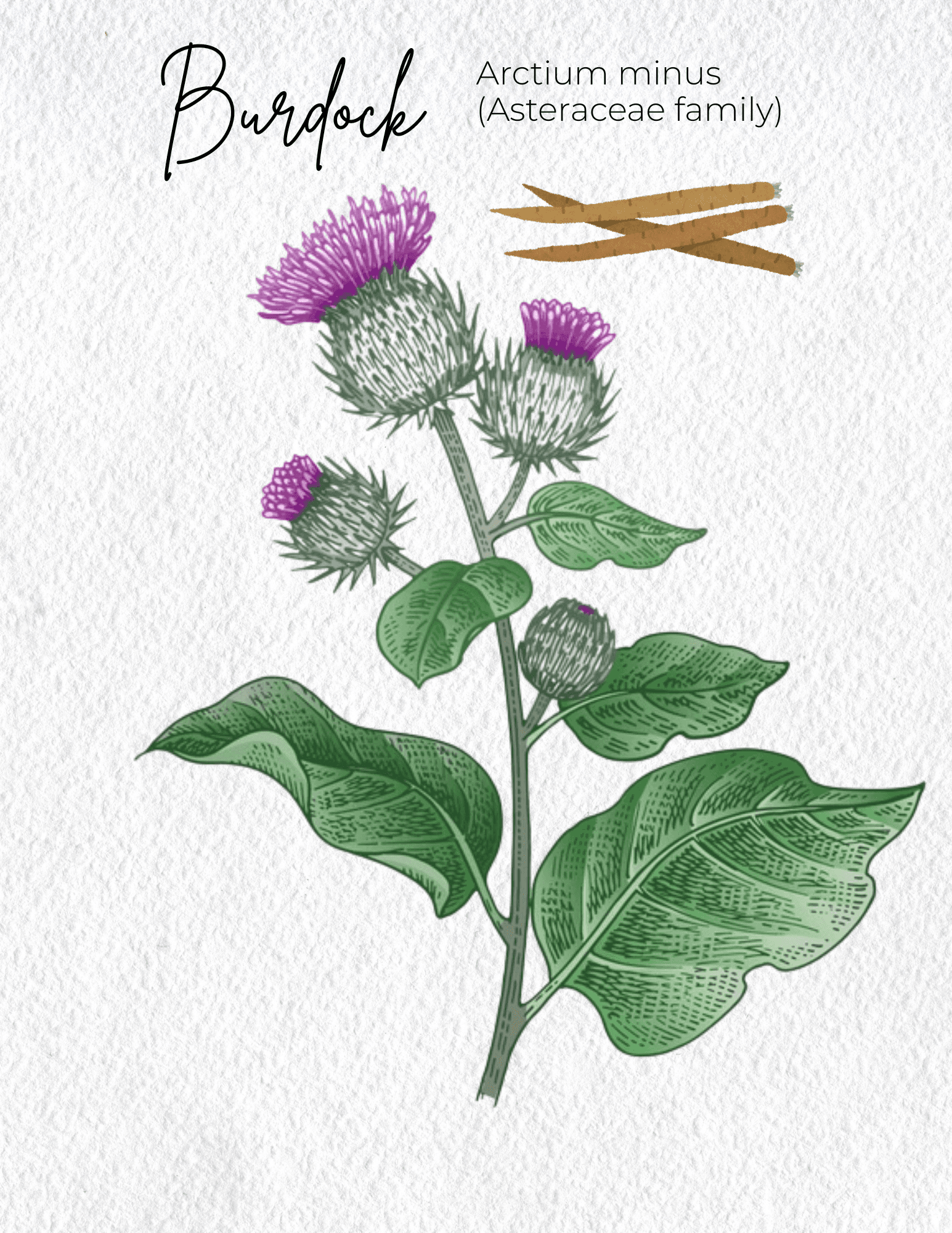 Burdock Materia Medica