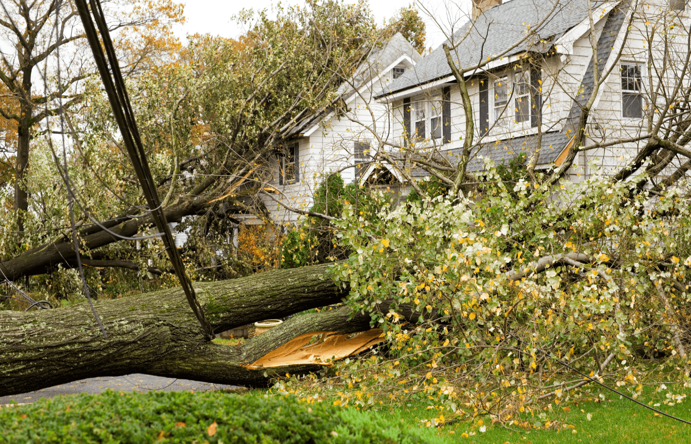 trees that fell on houses