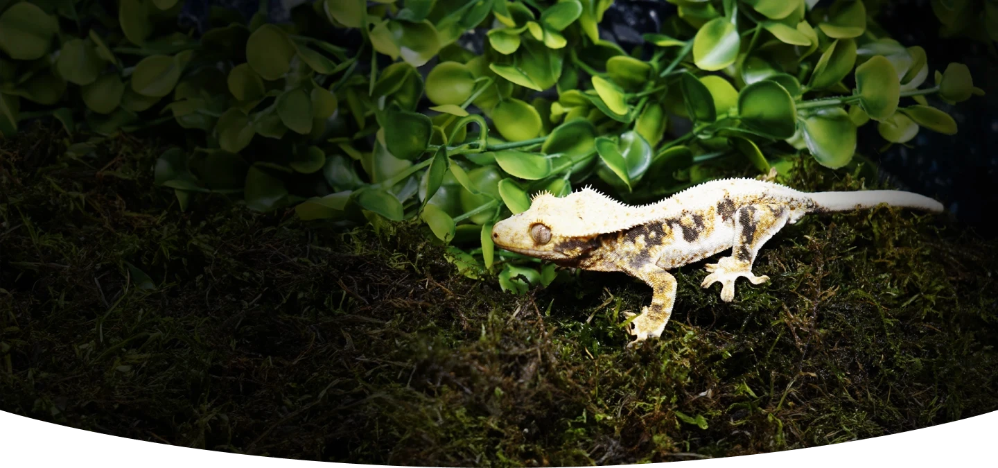 A gecko on moss