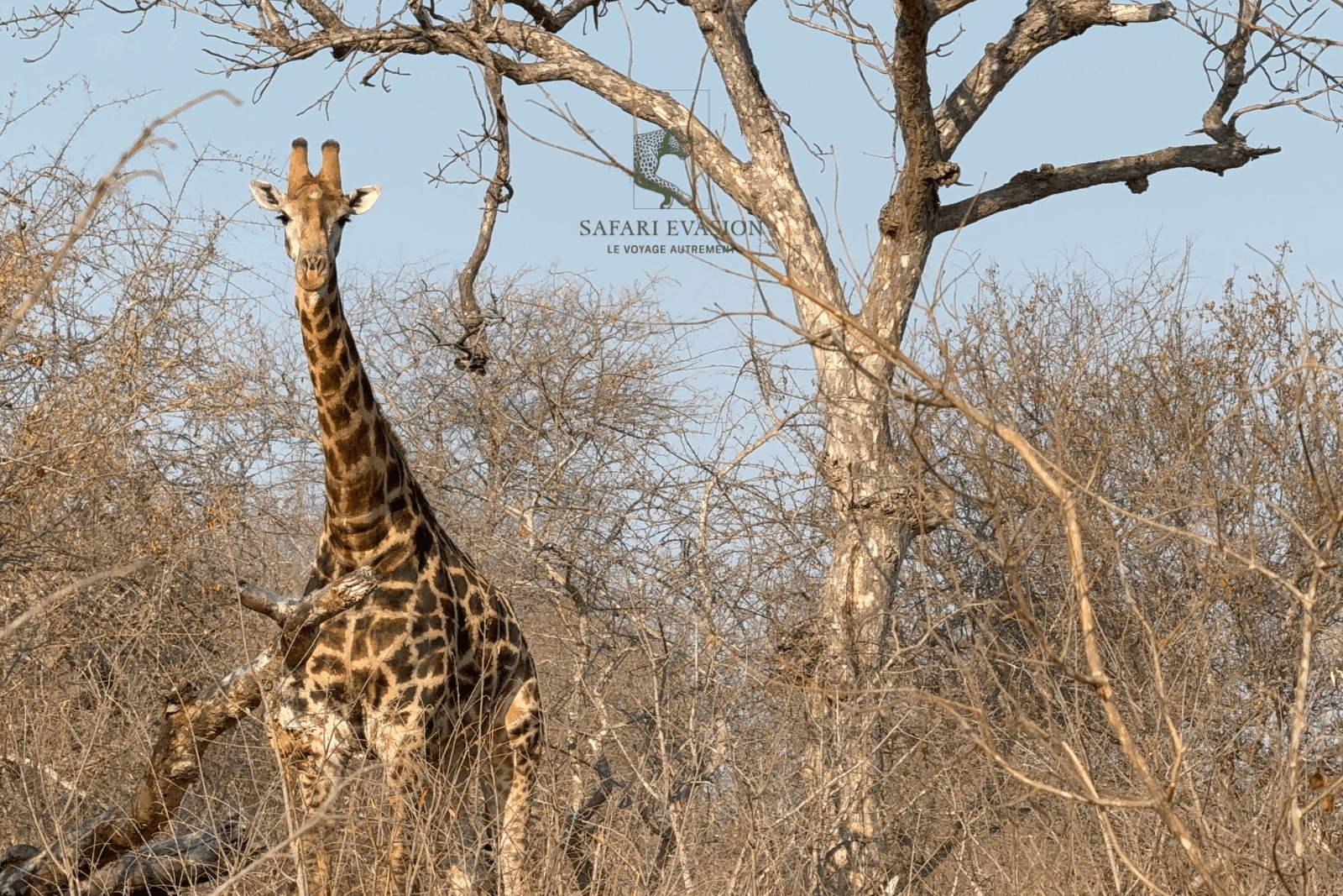 girafe devant un arbre