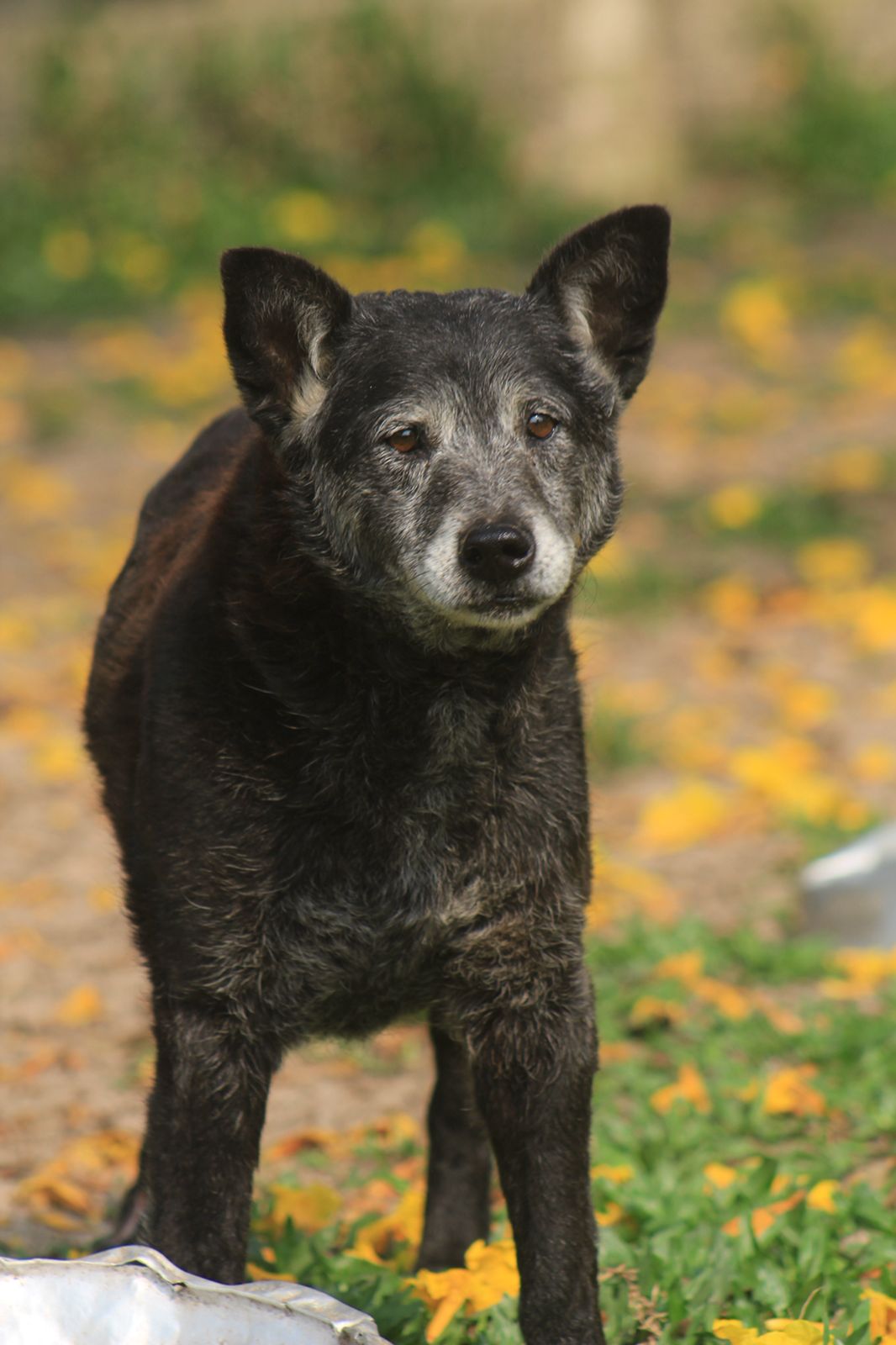 Dog photo