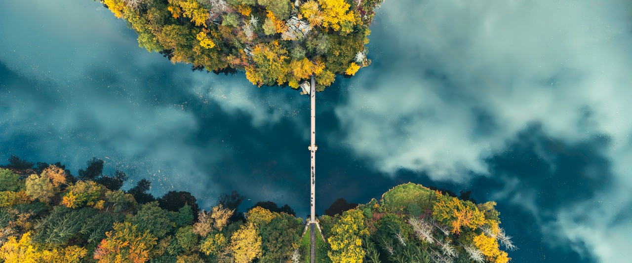 An aerial view of a tree in the middle of a forest