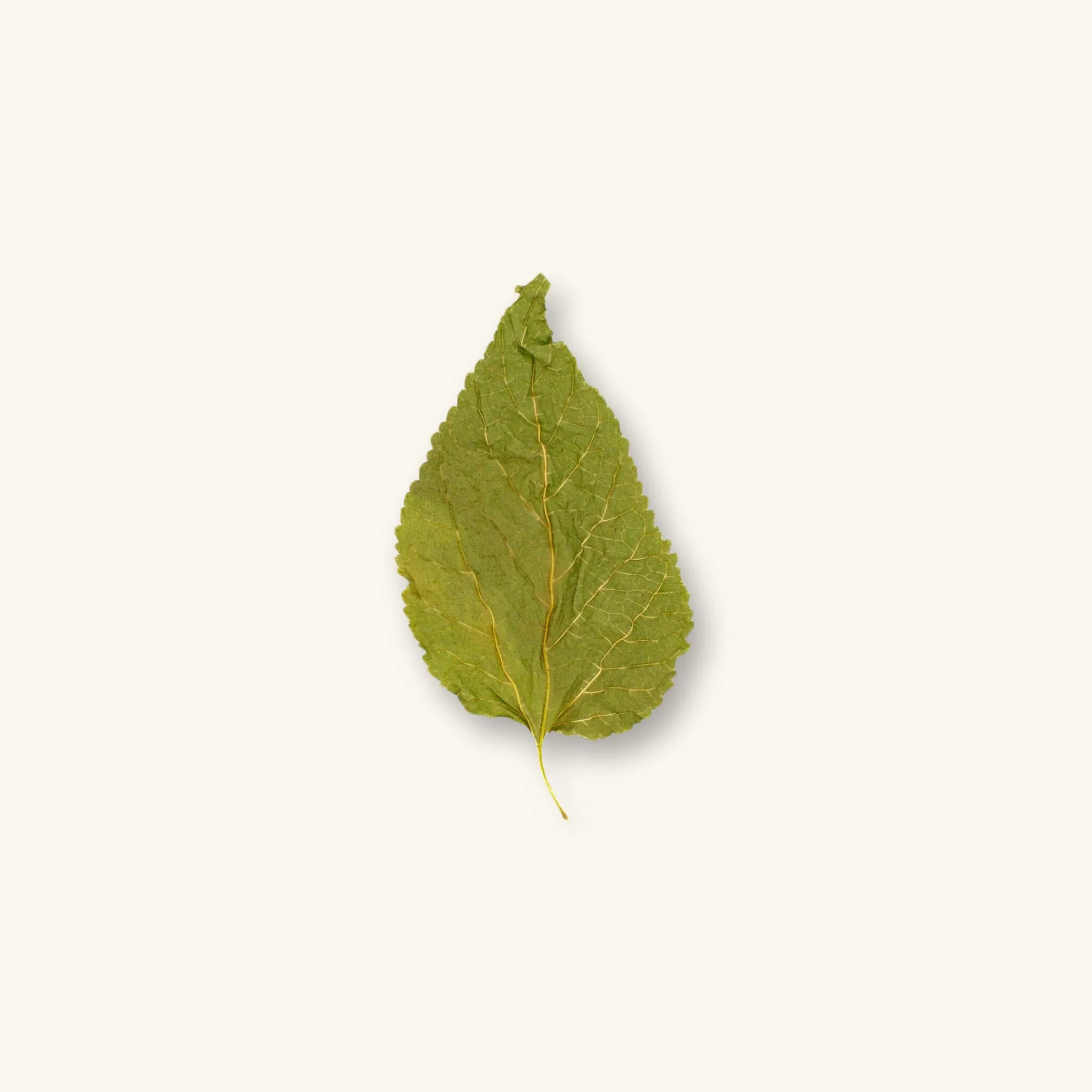 indonesian mulberry leaves supplier