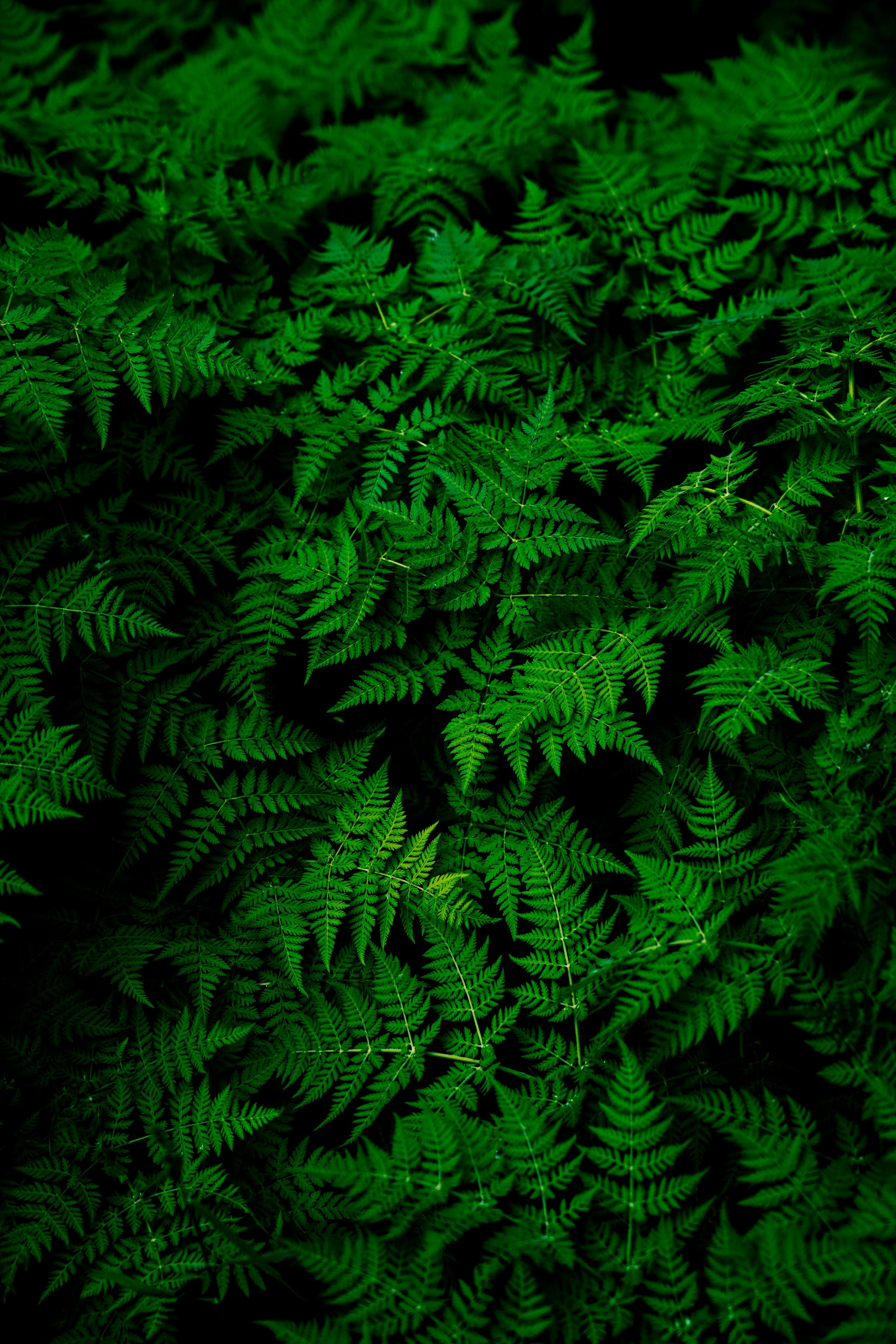 Close-up of a dark green leaf showing its textured surface and central vein against a muted background.