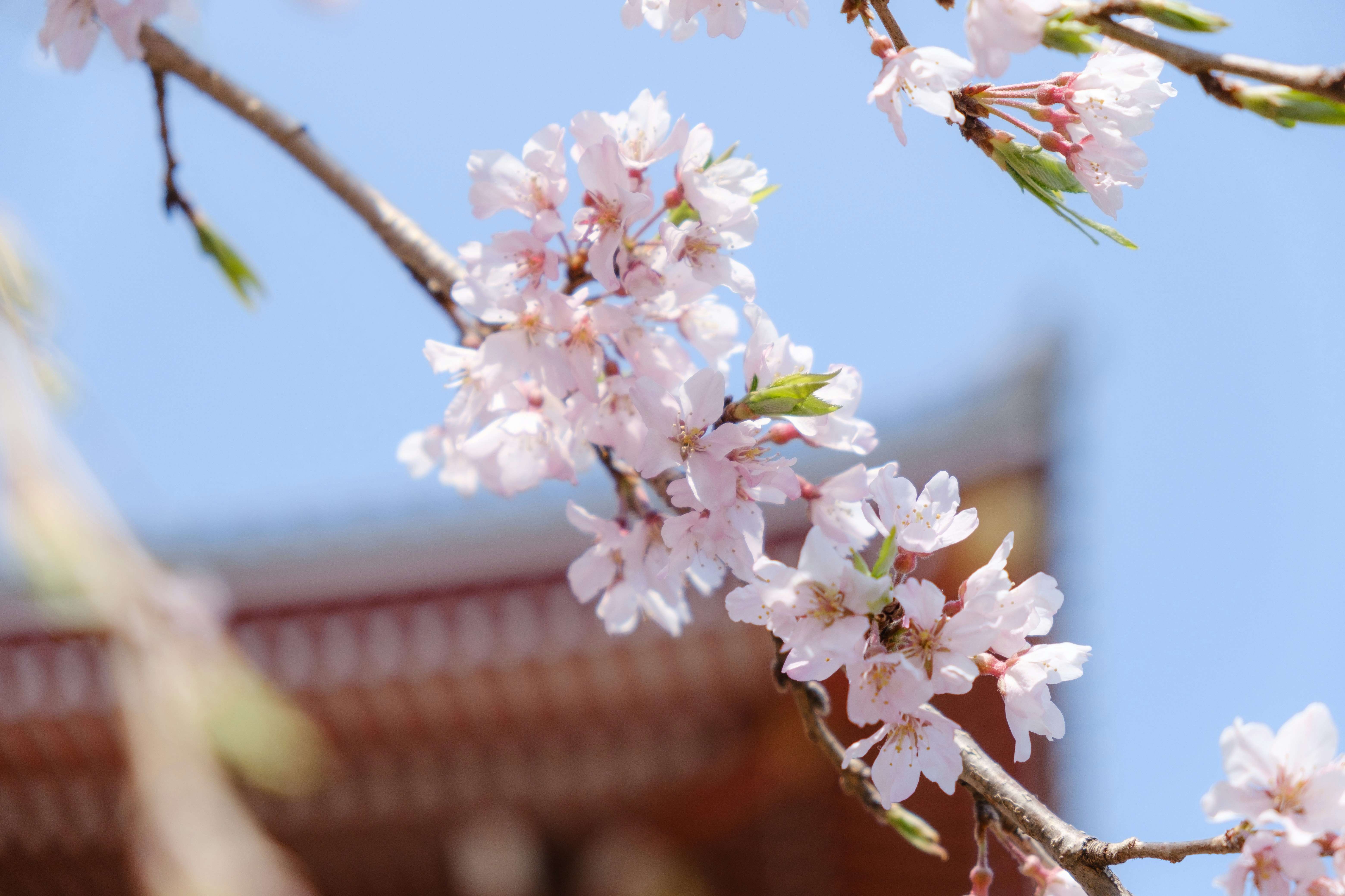 white and pink flowered sakura tree