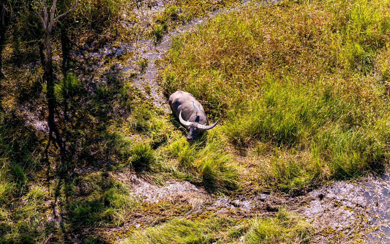 Buffalo resting in grassy wetlands near Finniss River on Top End Safari Camp tour from Darwin.