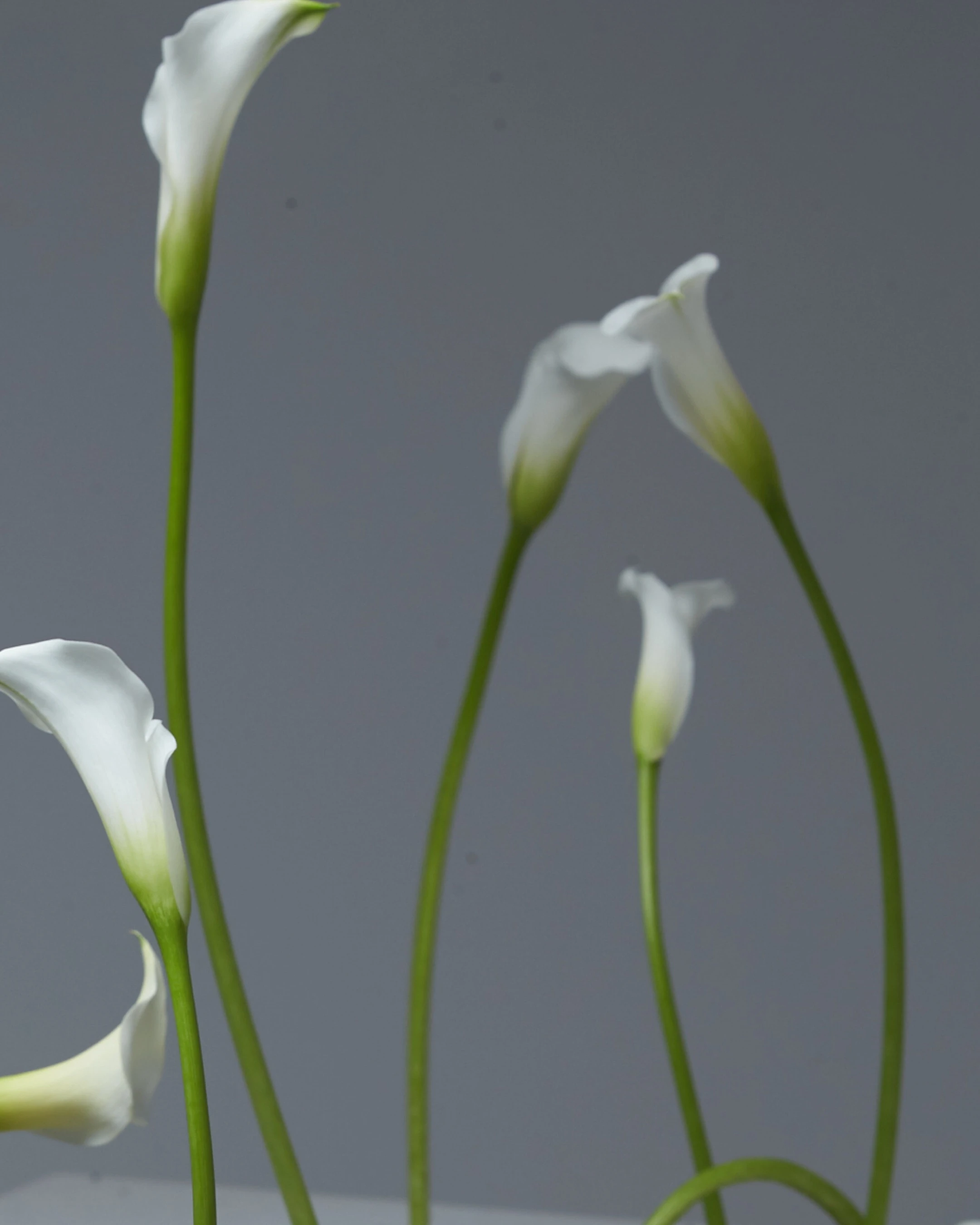 Primer plano de calas blancas con tallos verdes estilizados sobre fondo gris en composición botánica.