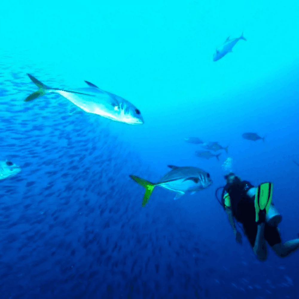 Man navigating underwater in Bonaire