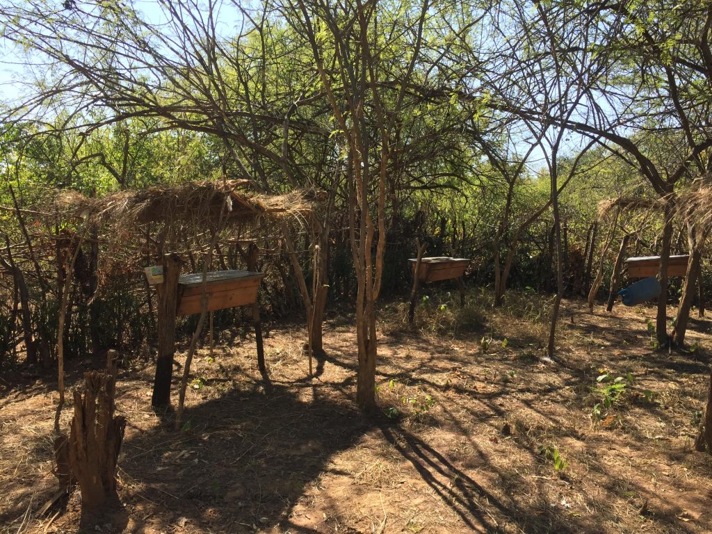 A well constructed apiary