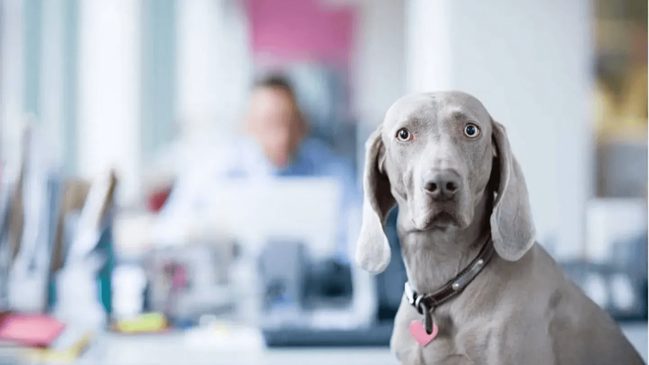 A Weimaraner dog in sharp focus gazes at the camera in a bright home office, with a blurred worker at a desk in the background.